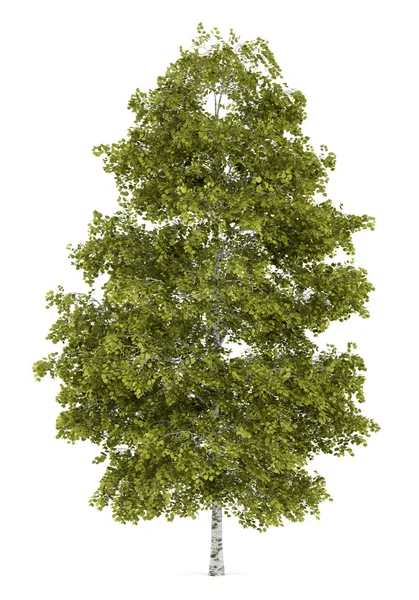 Birch tree isolated on white background — Stock Photo, Image