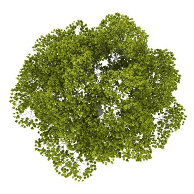 bovenaanzicht van Amerikaanse beuken boom geïsoleerd op witte achtergrond