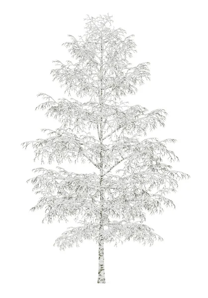 Stock image winter birch tree isolated on white background