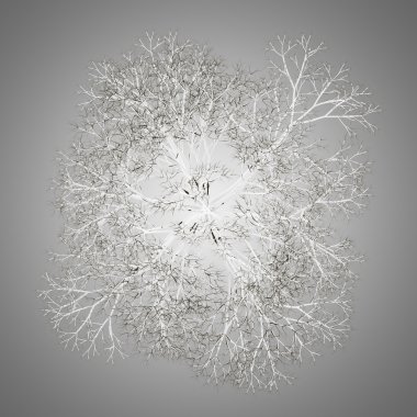 üst Norveç Akça ağaç gri arka plan üzerinde izole kış