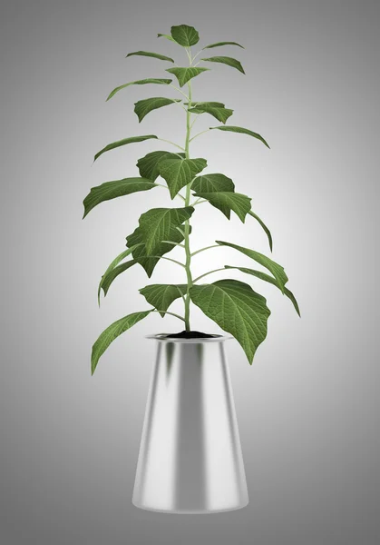 灰色の背景で隔離の鍋で装飾的な植物 — ストック写真