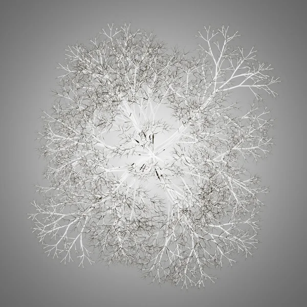 平面図の冬の灰色の背景上に分離されてノルウェー メープル ツリー — ストック写真