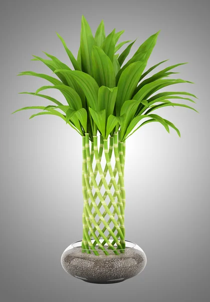 Bamboo plant in pot isolated on gray background — Stock Photo, Image