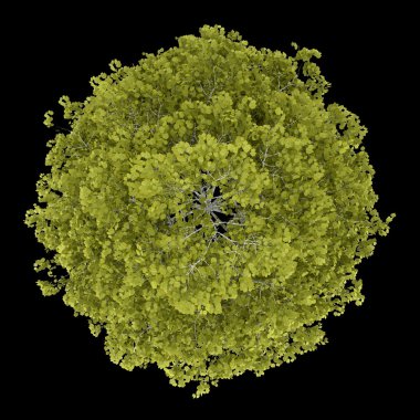 siyah arka plan üzerine izole huş ağacı Üstten Görünüm