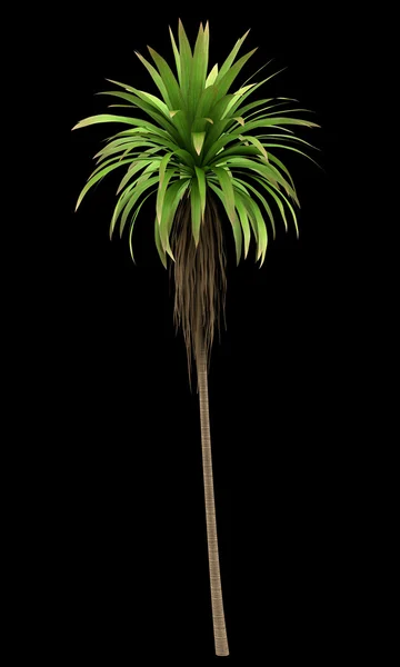 Berg kål palm tree isolerad på svart bakgrund — Stockfoto