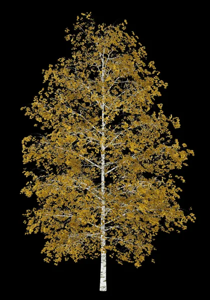 Fall birch tree isolated on black background — Stock Photo, Image