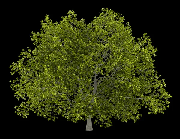 American beech tree isolated on black background — Stock Photo, Image