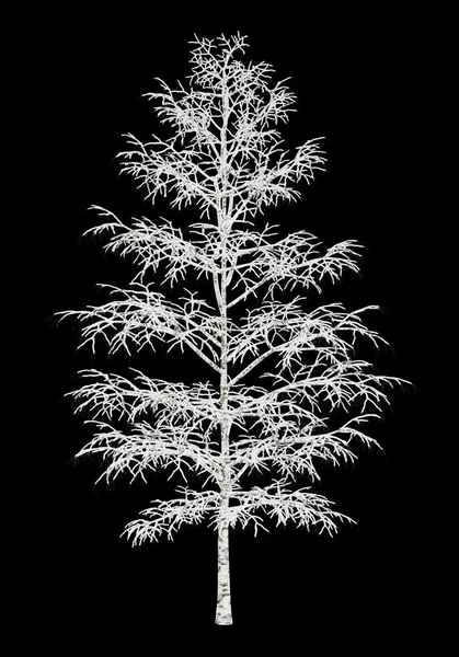Winter birch tree isolated on black background — Stock Photo, Image
