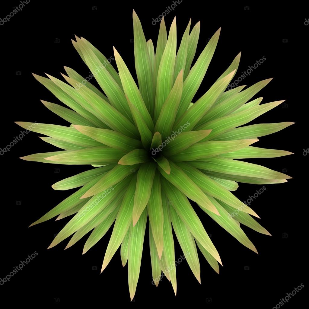 Top view of mountain cabbage palm tree isolated on black backgro ???