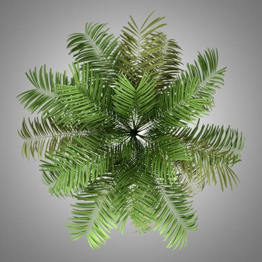gri arka plan üzerinde izole areca palmiye ağacının Üstten Görünüm