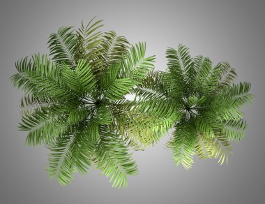 gri arka plan üzerinde izole iki areca palmiye ağaçları Üstten Görünüm