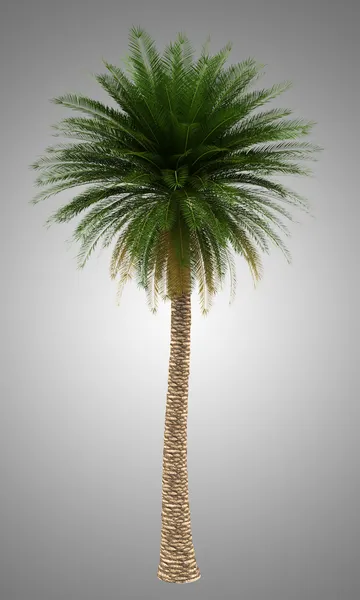 Canarische eiland Dadelpalm boom geïsoleerd op grijze achtergrond — Stockfoto