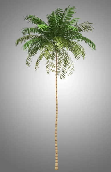 Areca palma isolata su sfondo grigio — Foto Stock