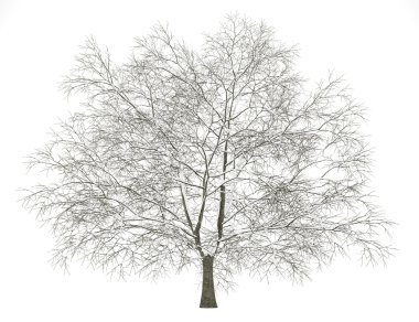 winter american beech tree isolated on white background clipart