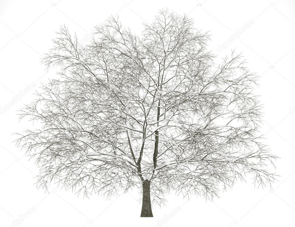 winter american beech tree isolated on white background