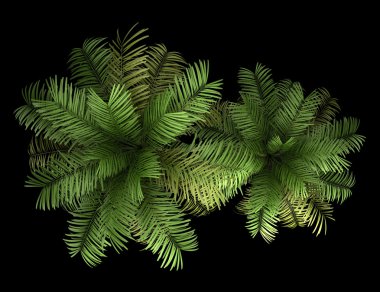 siyah arka plan üzerine izole iki areca palmiye ağaçları Üstten Görünüm