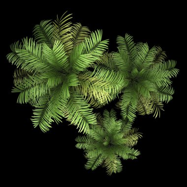 siyah arka plan üzerine izole üç areca palmiye ağaçları Üstten Görünüm