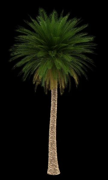 Canarische eiland Dadelpalm boom geïsoleerd op zwarte achtergrond — Stockfoto