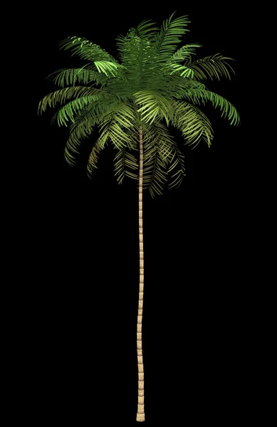 Areca palm tree geïsoleerd op zwarte achtergrond — Stockfoto