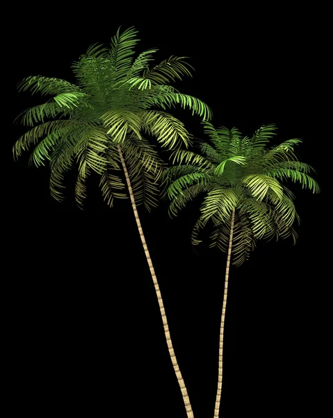 Two Areca palm trees isolated on black background — Stockfoto