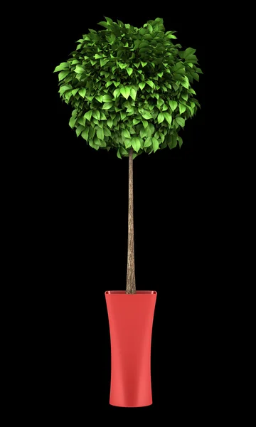 Decoratieve ronde boom in rode pot geïsoleerd op zwarte achtergrond — Stockfoto