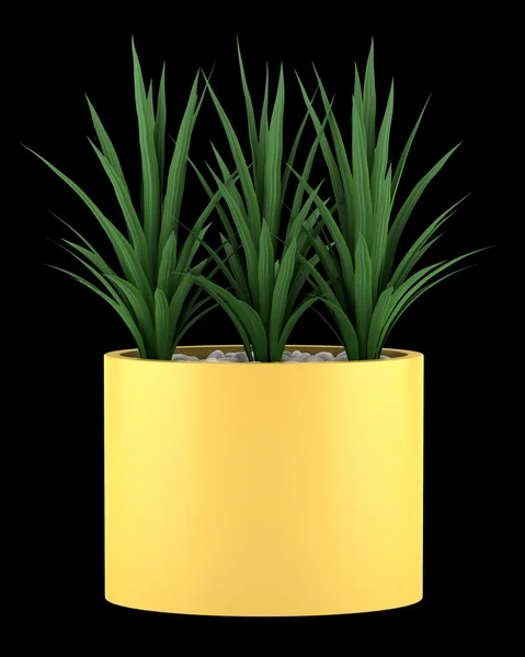 Decoratieve kamerplant in gele pot geïsoleerd op zwarte achtergrond — Stockfoto