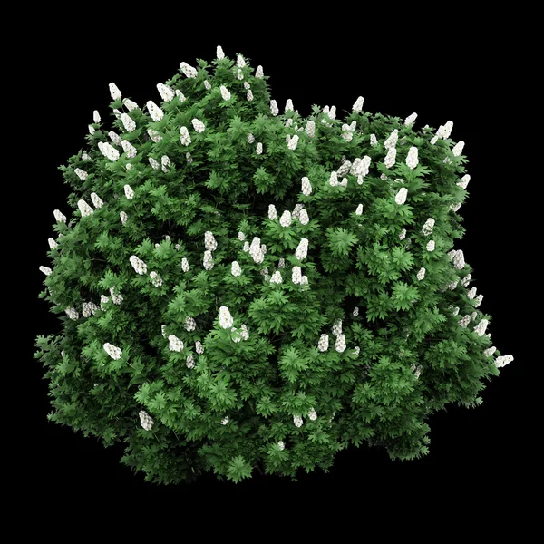 Eikenblad hydrangea bush geïsoleerd op zwarte achtergrond — Stockfoto