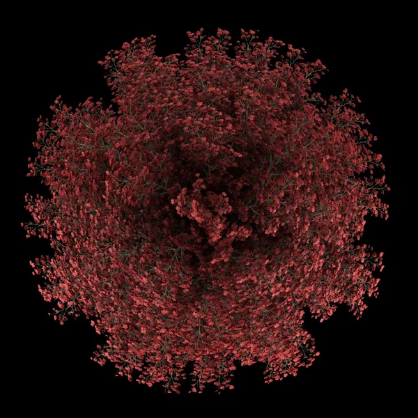 Вид зверху на червоне кленове дерево ізольоване на чорному фоні — стокове фото
