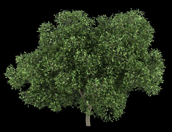 Англійське дубове дерево ізольовано на чорному фоні — стокове фото