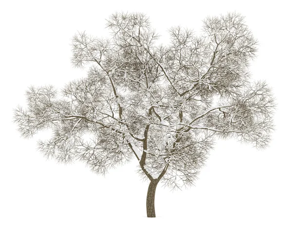 Winter english oak tree isolated on white background — Stock Photo, Image