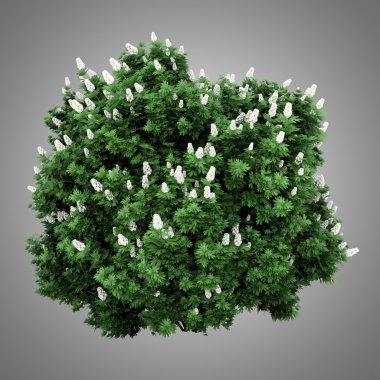 gri arka plan üzerinde izole oakleaf ortanca bush