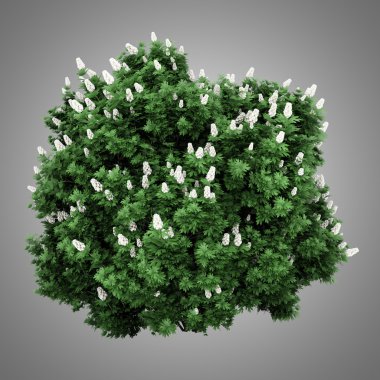 oakleaf hydrangea bush isolated on gray background clipart