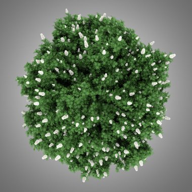Üstten Görünüm oakleaf ortanca bush gri arka plan üzerinde izole