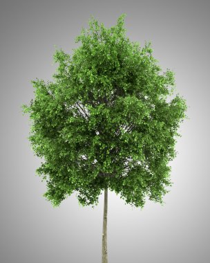 gri arka plan üzerinde izole küçük yapraklı ıhlamur ağacı