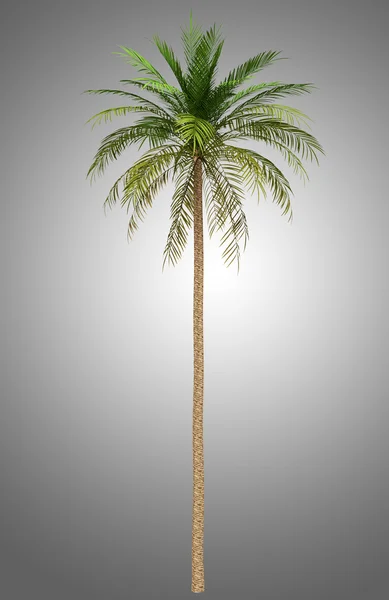 Dadelpalm boom geïsoleerd op grijze achtergrond — Stockfoto