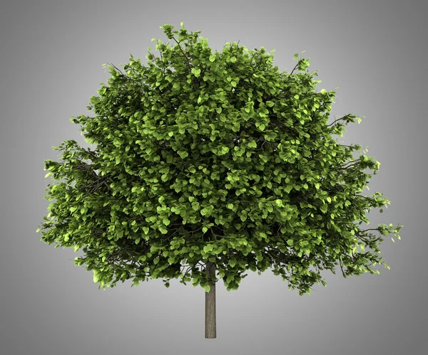 Small-leaved lime tree isolated on gray background — Stock Photo, Image