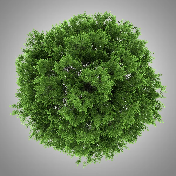 Top view of small-leaved lime tree isolated on gray background — Stock Photo, Image