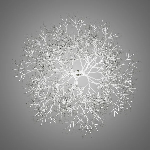 Bovenaanzicht van de winter Amerikaanse beuken boom geïsoleerd op grijze CHTERGRO — Stockfoto