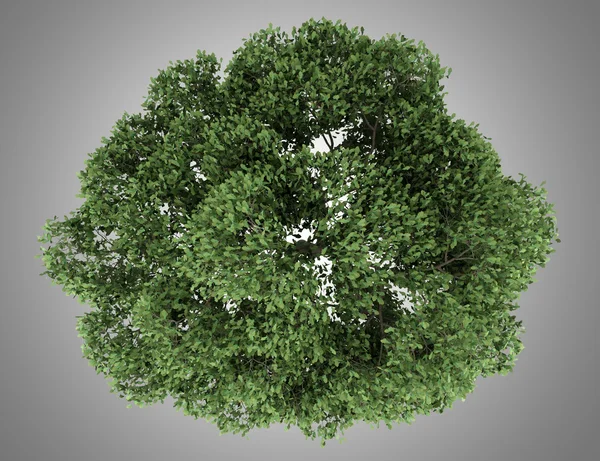 Top view of english oak tree isolated on gray background — Stock Photo, Image