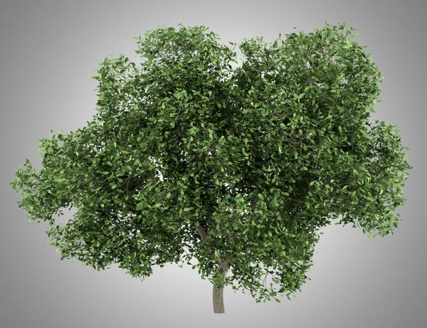 회색 배경에 고립 된 영어 오크 나무 — 스톡 사진