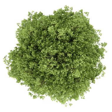 Beyaz arka plan üzerinde izole Gürgen ağacının Üstten Görünüm