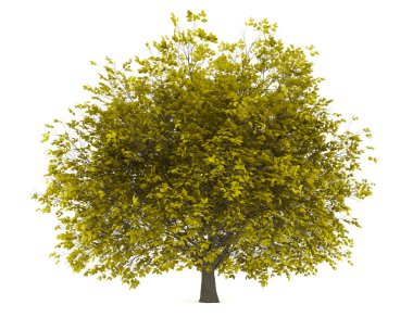 Beyaz arka plan üzerinde izole Gürgen ağacından düşmedin