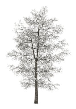winter common lime tree isolated on white background clipart