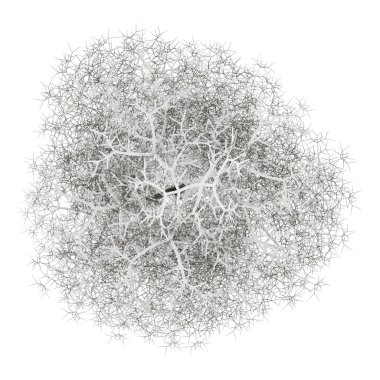 Beyaz arka plan üzerinde ortak ıhlamur ağacı izole kış Üstten Görünüm