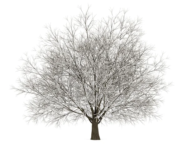Beyaz arka plan üzerinde izole kış Gürgen Ağacı — Stok fotoğraf