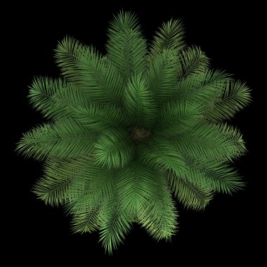 siyah arka plan üzerine izole Şili şarabı palmiye ağacının Üstten Görünüm