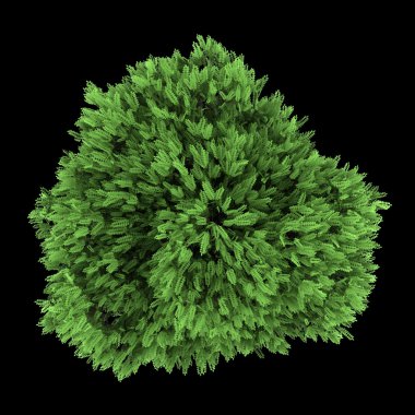 siyah adam izole çöl yanlış Indigo Bush Üstten Görünüm