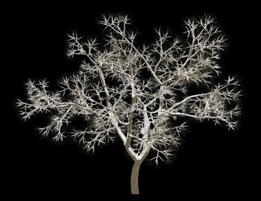 winter english oak tree isolated on black background