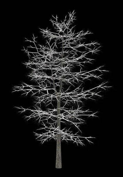 黒の背景に分離された一般的なライムの木冬 — ストック写真