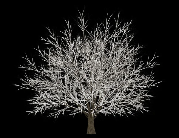 Albero carpino invernale isolato su sfondo nero — Foto Stock